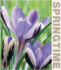 Krokus Sieberi Spring Beauty 25 løg